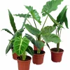 Alocasia Mix 17cm kruka