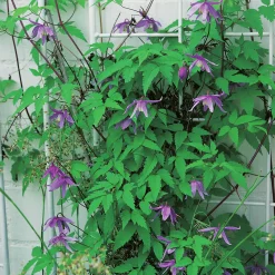 Alpklematis blåviolett