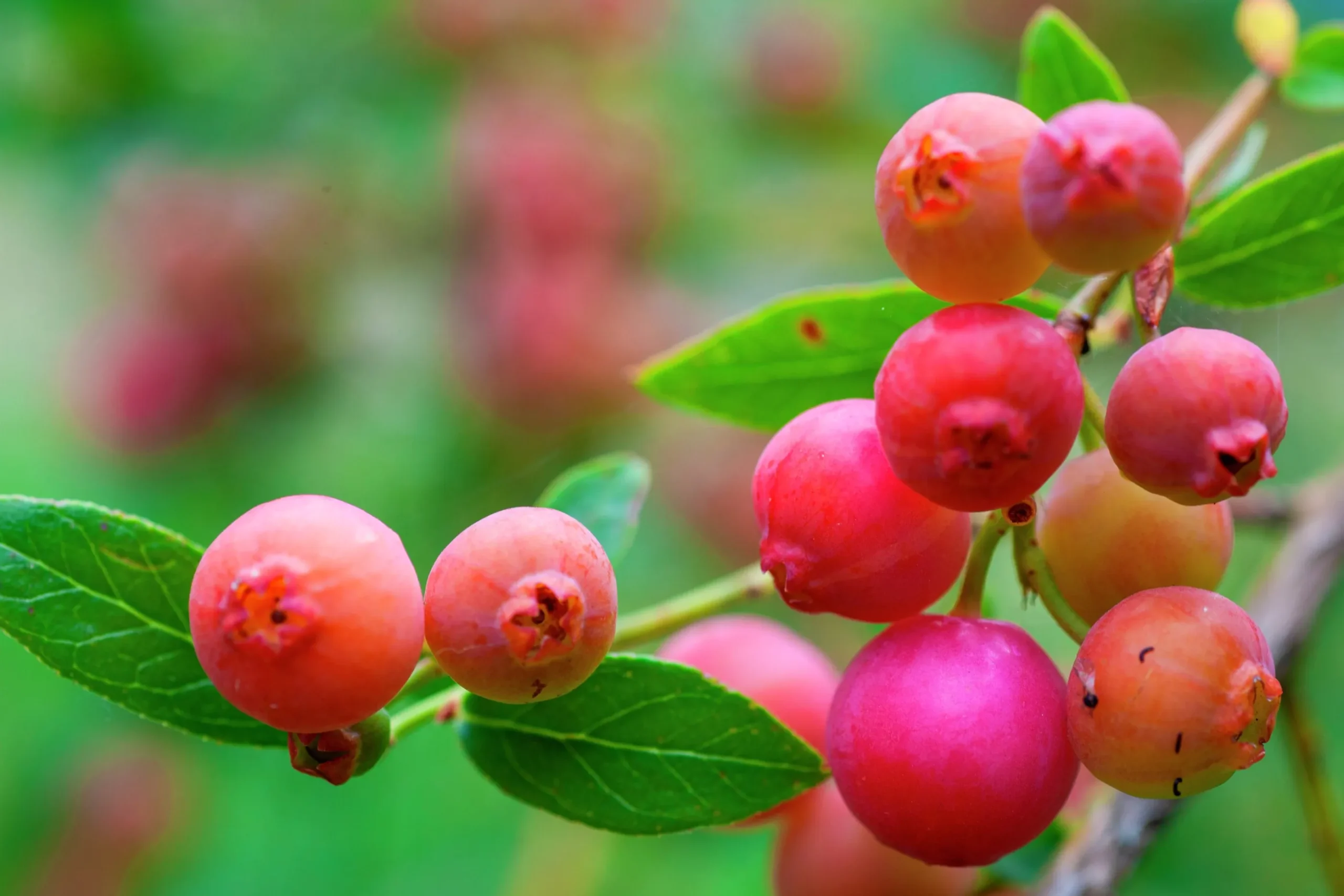 Amerikanskt blåbär 'Pink Lemonade'