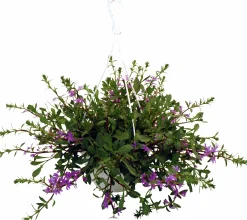 Ampel Blommande Rena sorter
