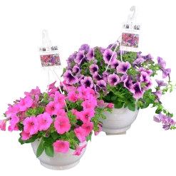 Ampel Blommande Rena sorter