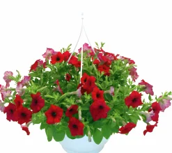 Ampel Blommande Rena sorter