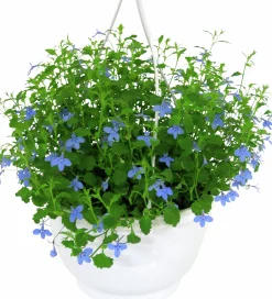 Ampel Blommande Rena sorter