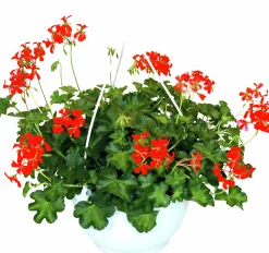 Ampel Blommande Rena sorter