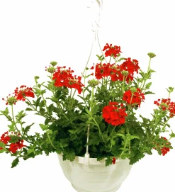 Ampel Blommande Rena sorter