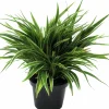 Ampellilja lat. Chlorophytum comosum