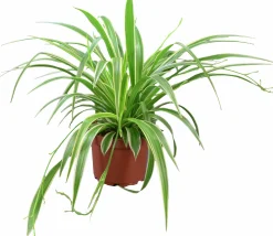 Ampellilja lat. Chlorophytum variegata Vitbrokig 21cm