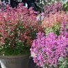 Anisisop/Kolibrimynta Mexikansk Mix 13Cm