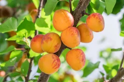 Aprikos 'Tros Oranje' Krukodlad