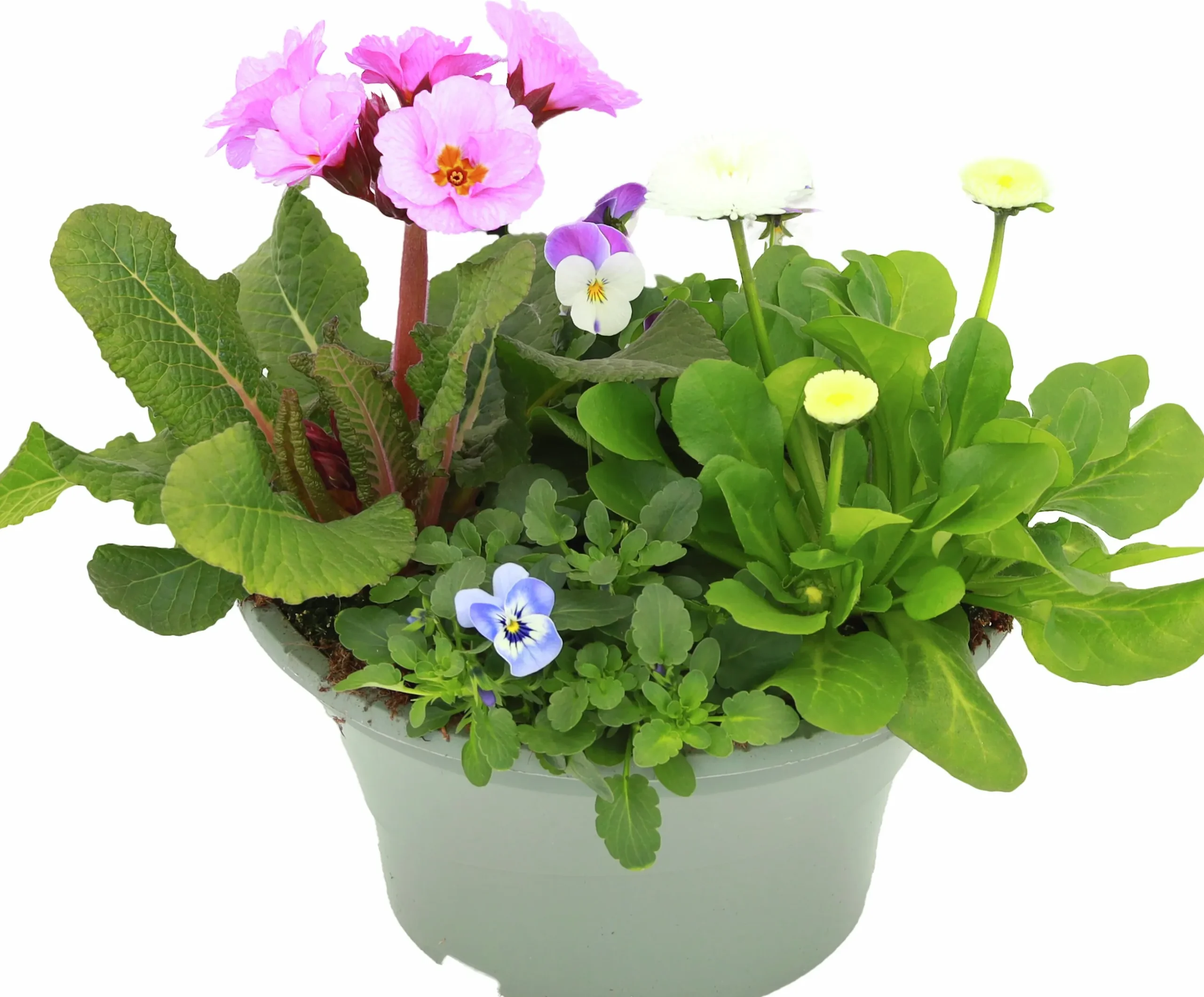 Arrangemang Vårväxter "Spring Break" 23cm