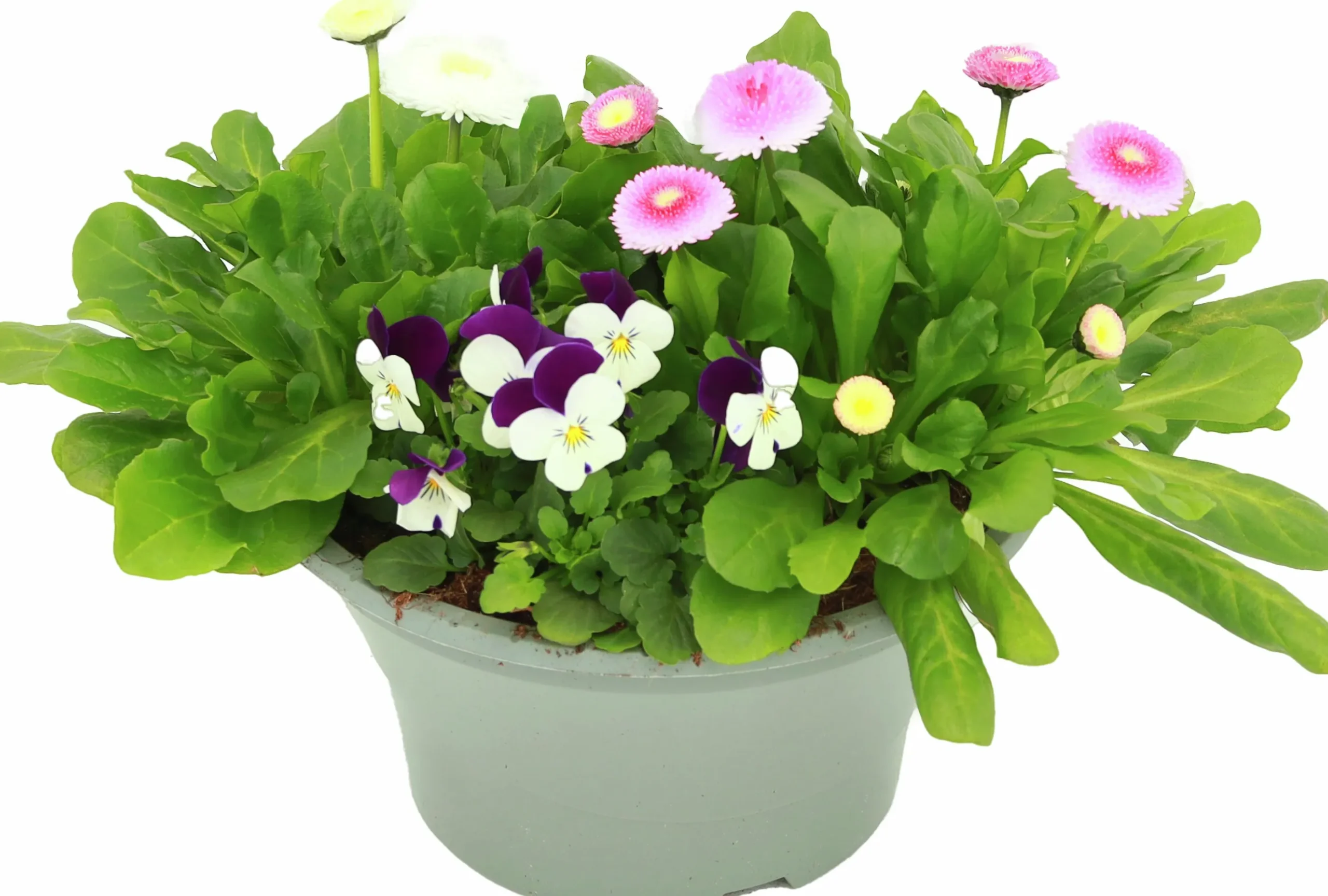 Arrangemang Vårväxter "Spring Break" 23cm