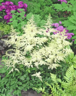 Astilbe 'Arendsii Brautenschleier'