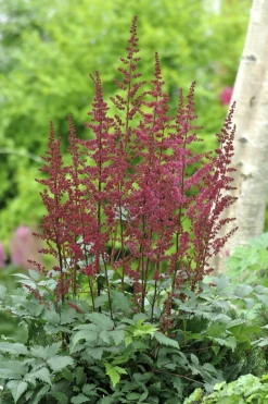 Astilbe 'Arendsii Etna'