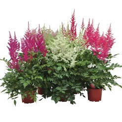 Astilbe lat. Astilbe Arendsii Mix