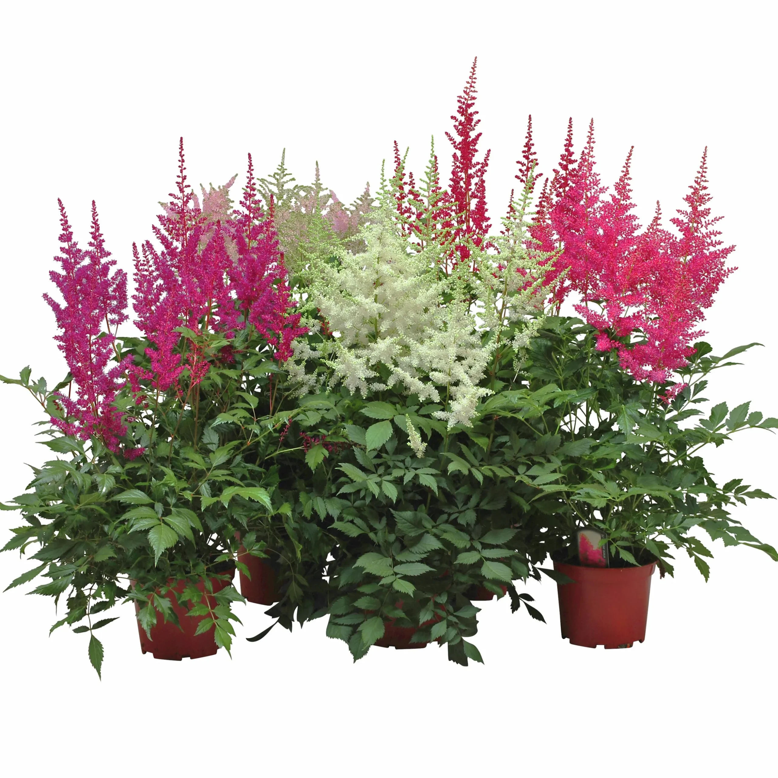 Astilbe lat. Astilbe Arendsii Mix