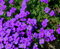 Aubrieta 'Blaumeise'