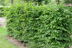 Avenbok Goliath 125-150cm Barrotad