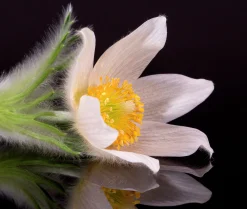 Backsippa 'Alba'