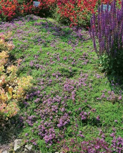 Backtimjan 'Serpyllum'