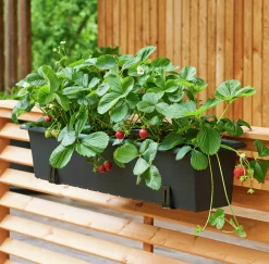 Balkonglåda Orthex Botanica Återvunnen plast Svart 80cm