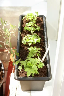 Balkonglåda Orthex Botanica Återvunnen plast Svart 60cm