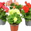 Begonia Belove i 12cm kruka