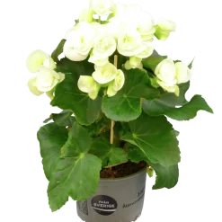 Begonia lat. Begonia x hiemalis Vit