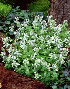 Bergnepeta 'Snowflake'