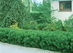 Bergtall Låg 'Mugo' Krukodlad