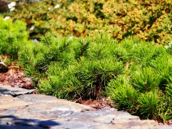 Bergtall Liten 'Pumilio' Krukodlad