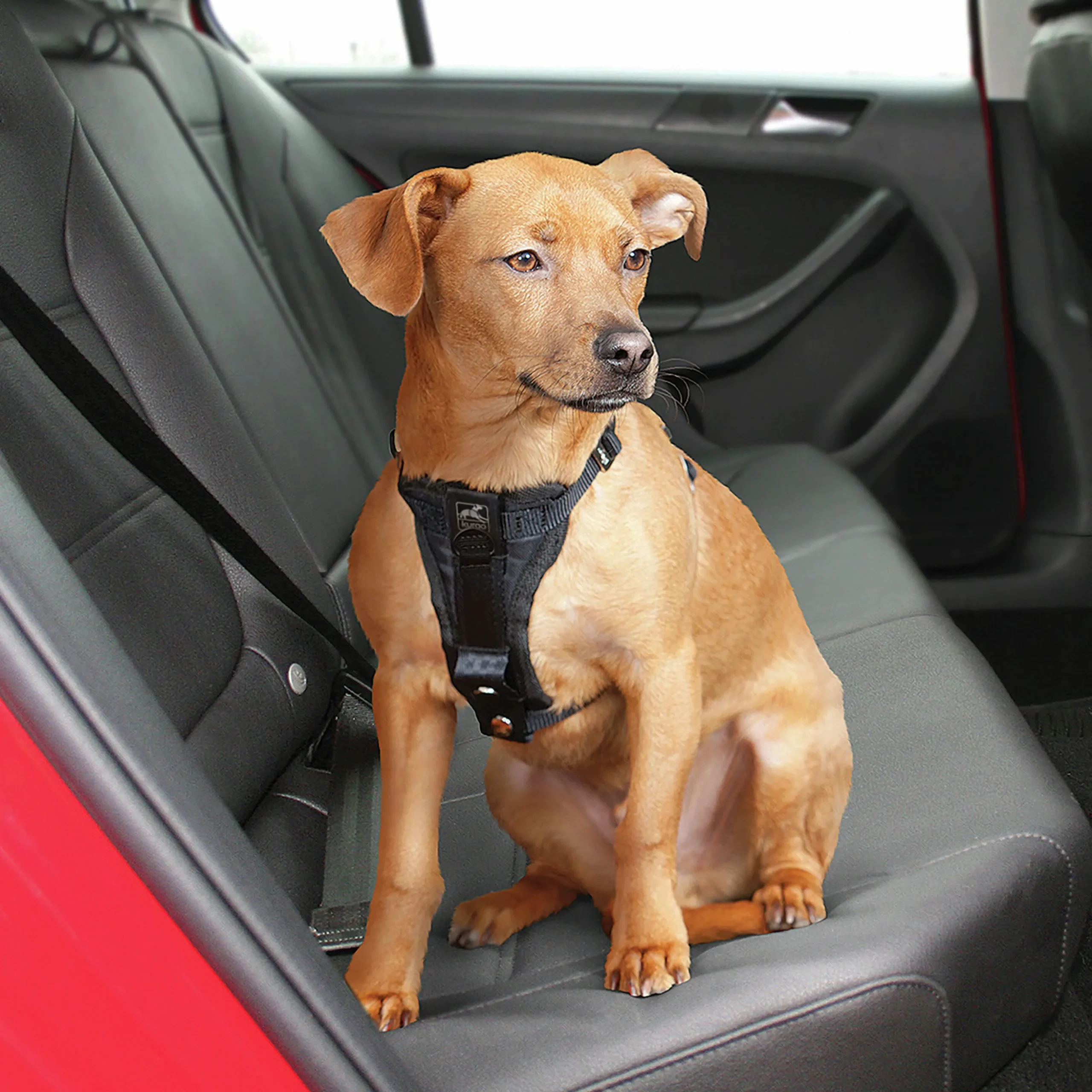 Bilsele Hund Kurgo Tru-Fit Svart
