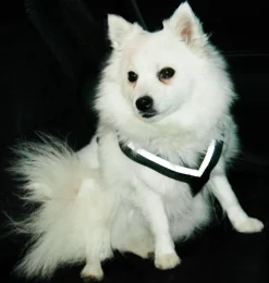 Bilsele Hund MIMsafe Allsafe Svart