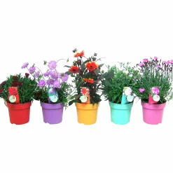 Bivänliga Blommor Beefriendly