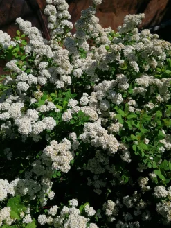 Björkspirea Barrotad