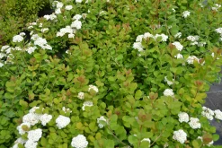 Björkspirea Barrotad