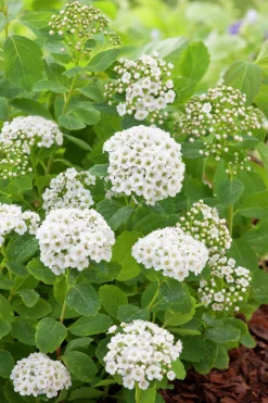 Björkspirea Barrotad