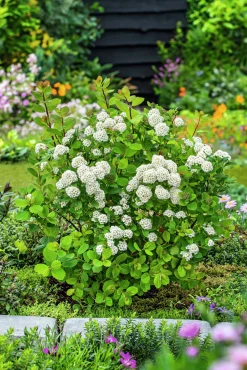 Björkspirea 'Tor' Certifierad Krukodlad