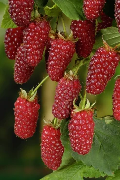 Björnbärshallon Tayberry