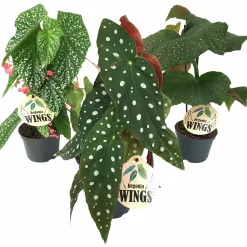 Bladbegonia Mix i 12cm kruka