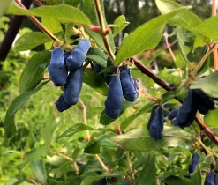 Blåbärstry 'Aurora'