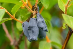Blåbärstry 'Balalaika'