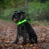 Blinkhalsband Dogman LED Orange Onesize 20-65cm