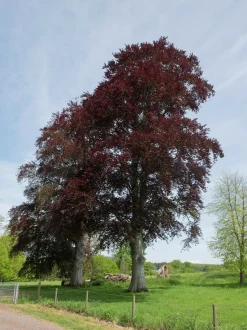 Blodbok 'Purpurea' Goliath Högstam Barrotad