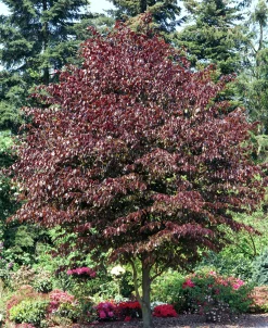 Blodbok 'Purpurea' Goliath Högstam Barrotad