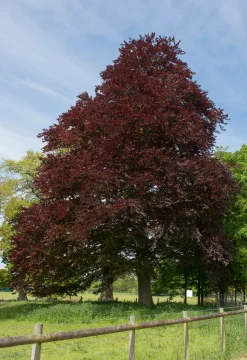 Blodbok 'Purpurea' Goliath Högstam Barrotad