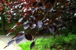 Blodbok 'Purpurea' Goliath Högstam Barrotad