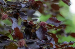 Blodbok 'Purpurea' Goliath Högstam Barrotad