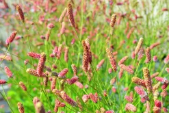 Blodtopp 'Pink Tanna'