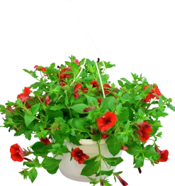 Blommande ampel Nyans 27cm