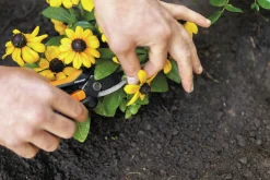 Blomsax Fiskars SP14 Solid Snip